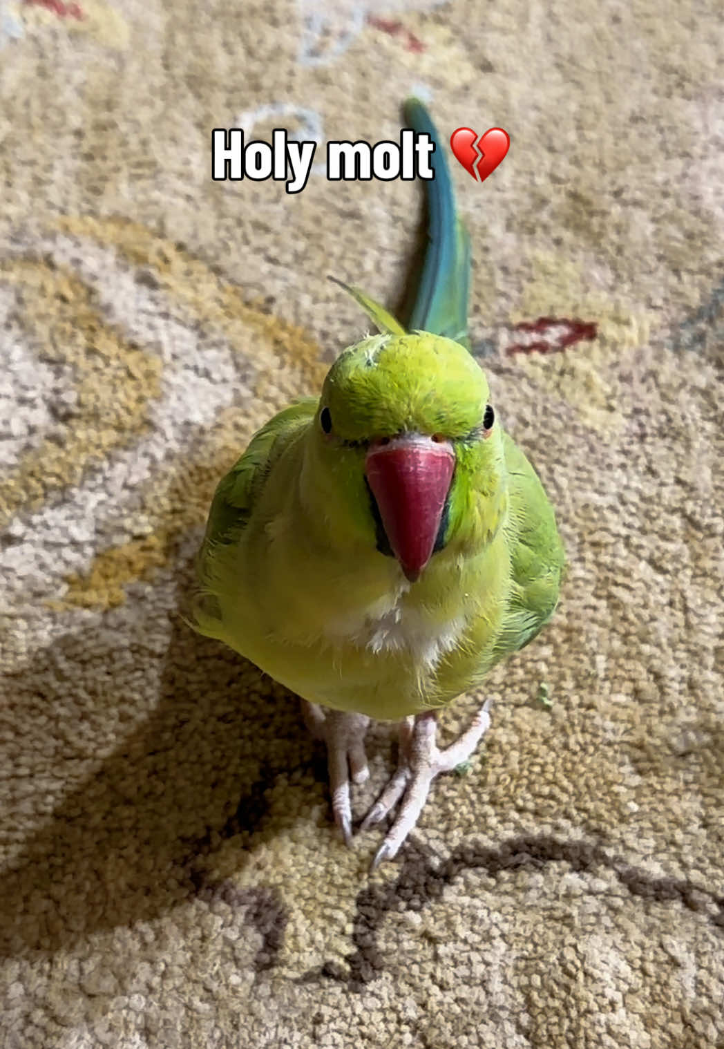 @sipandsquawk