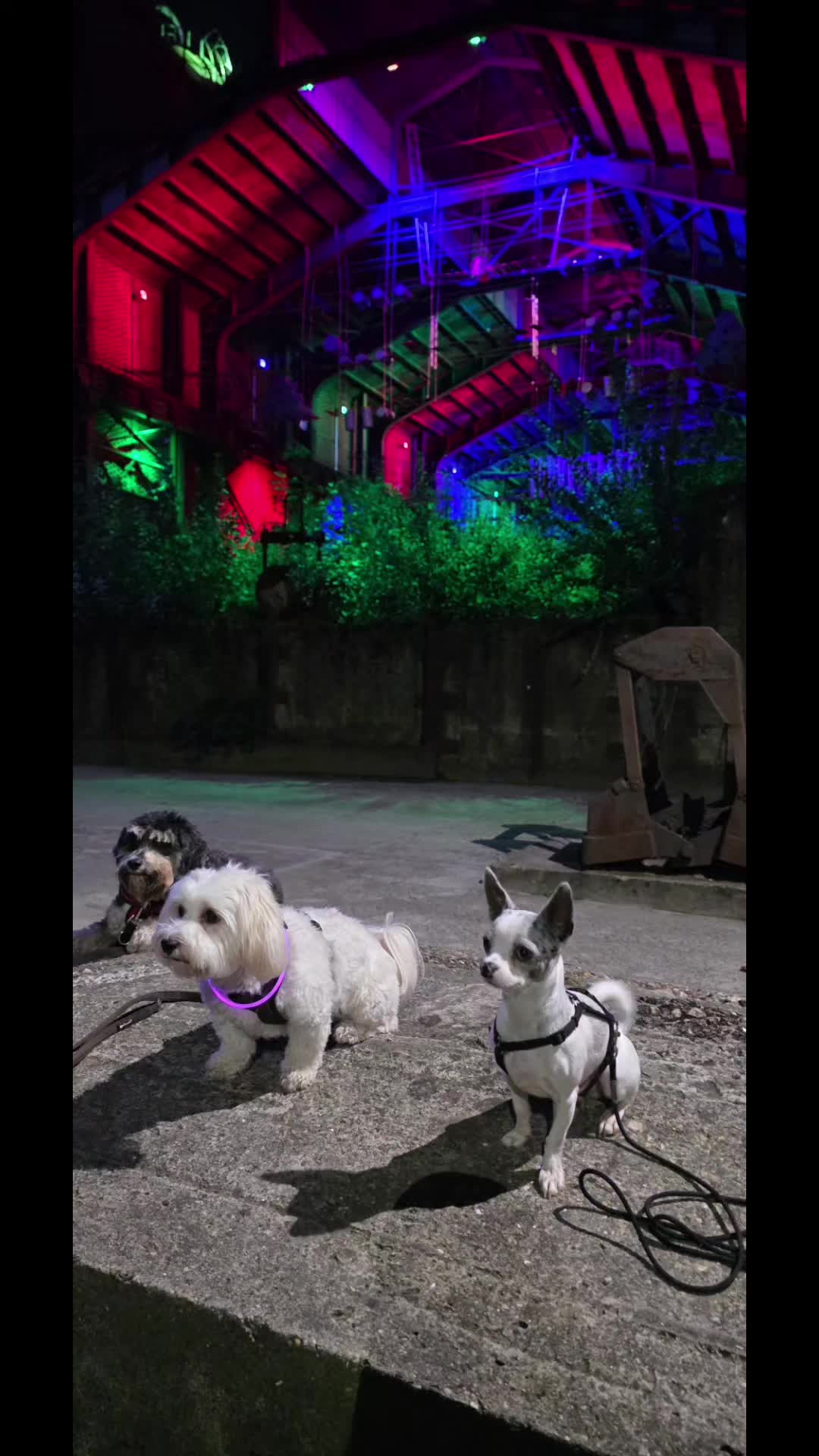 @Jerry_Coby_Chihuahua