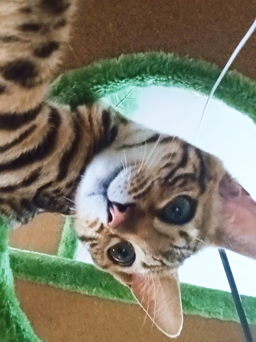 @Rio.supercat