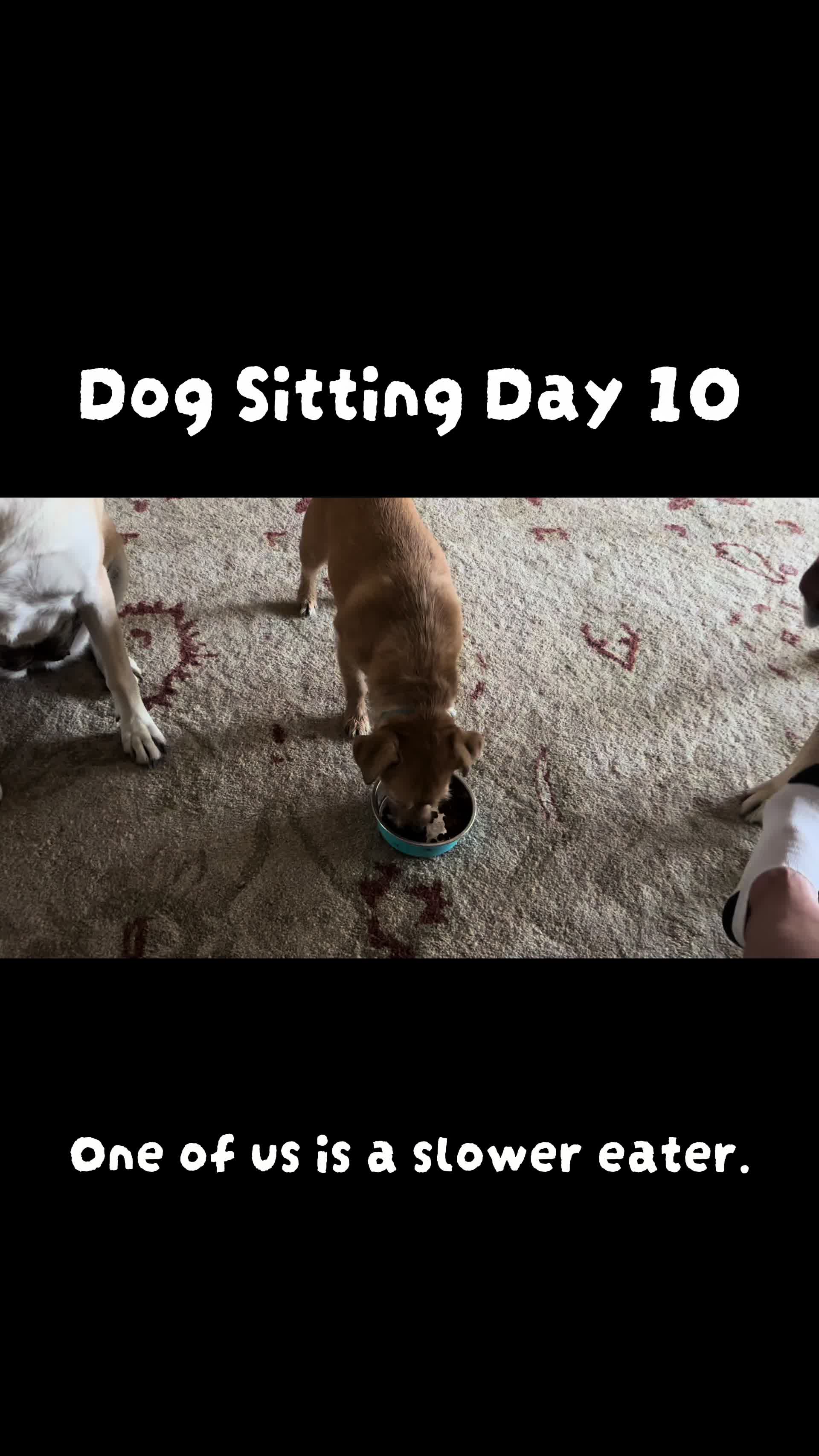 @LittleDog&Bogie
