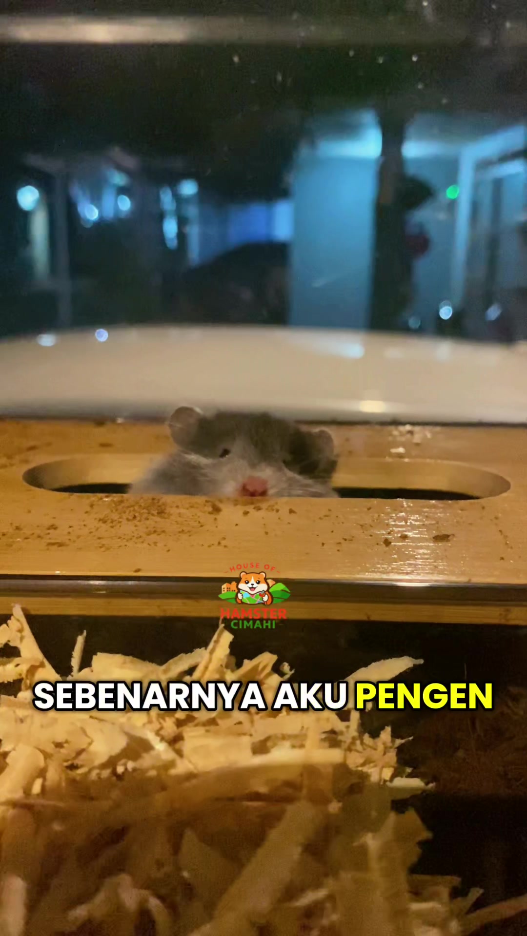 @House of Hamster Cimahi