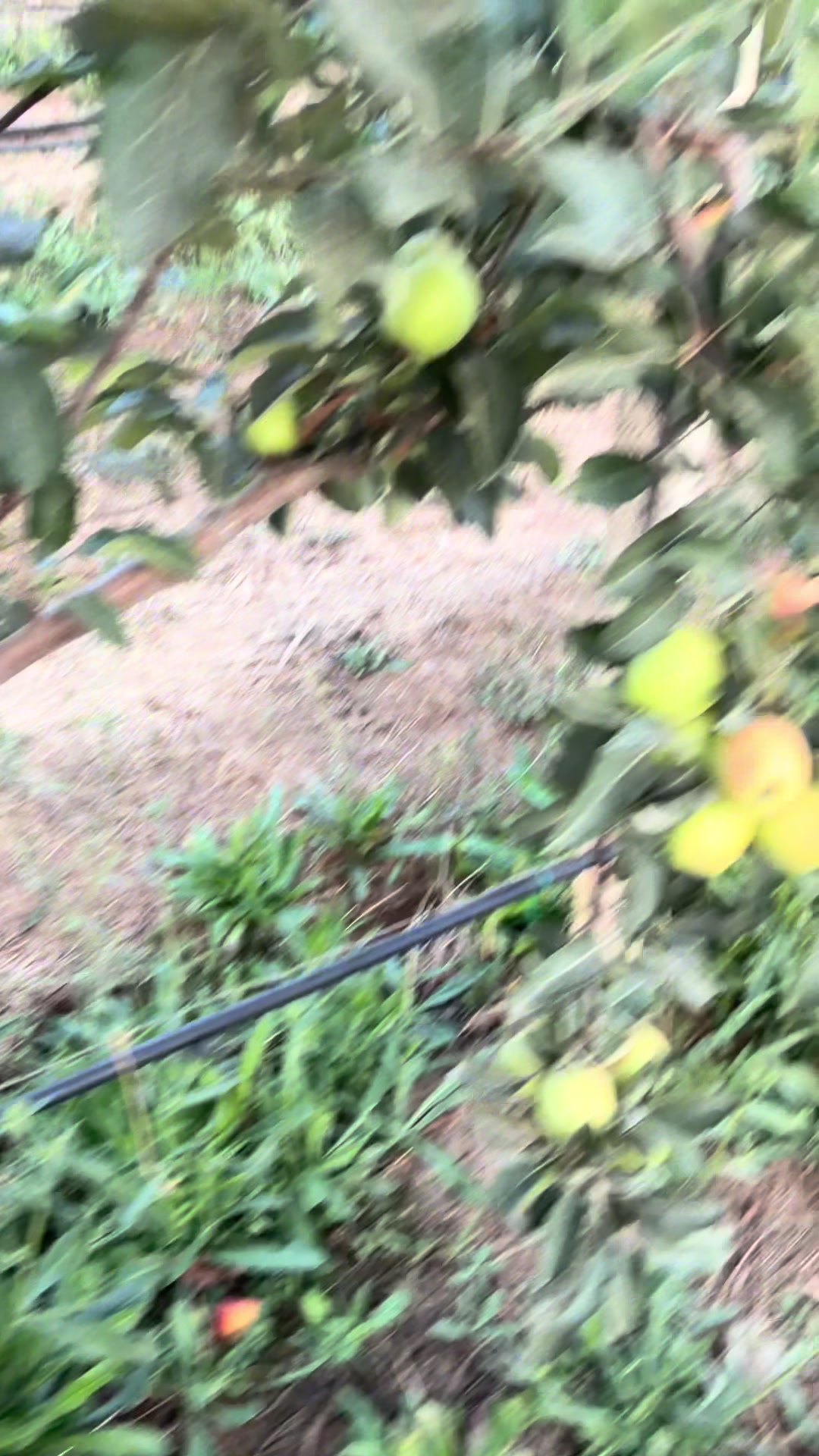 @p&eacute;pini&egrave;re yb agro