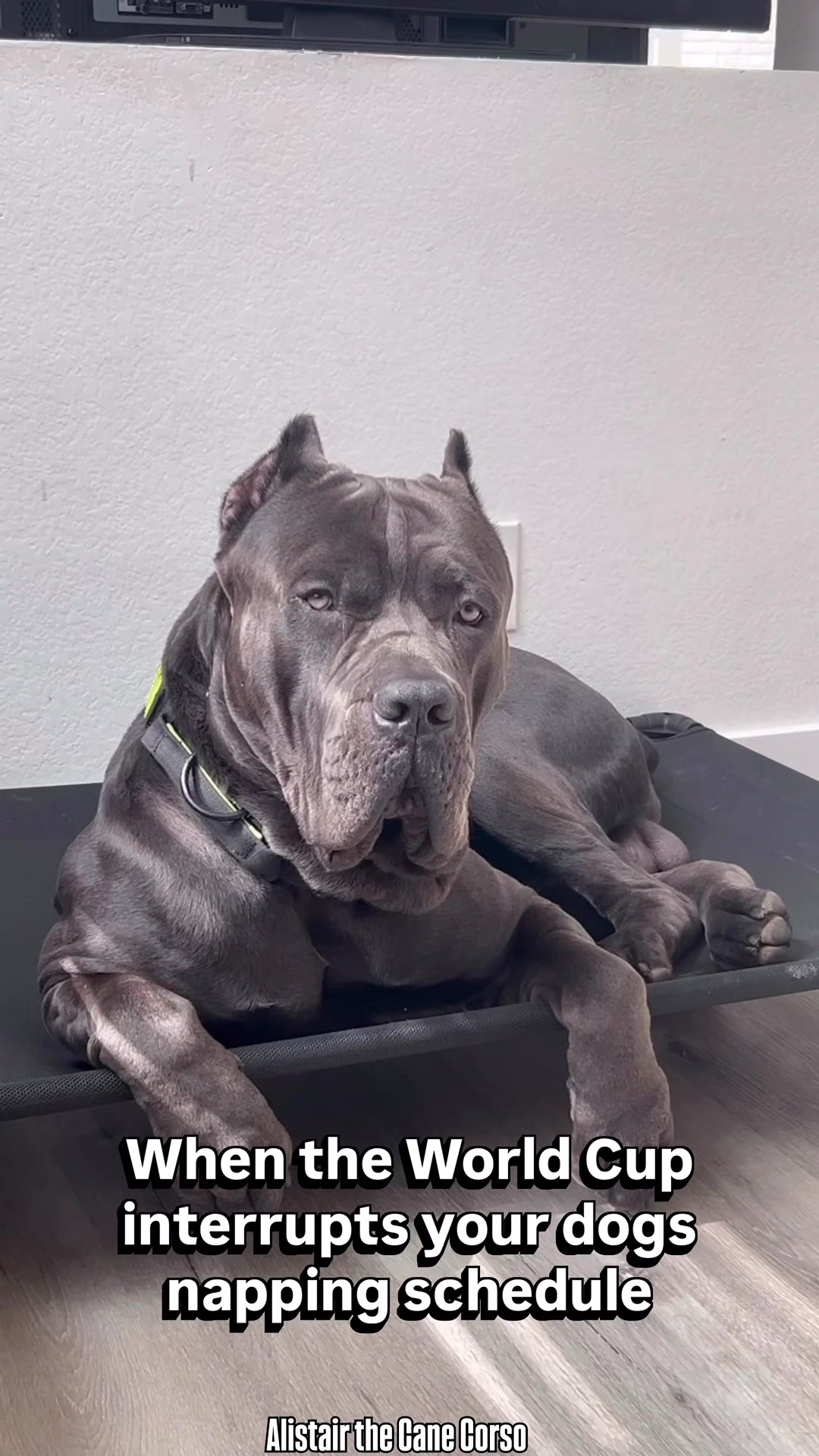 @Alistair the Cane Corso