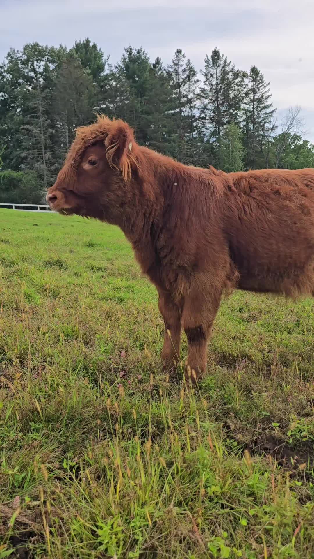 @Next_Level_Highlands