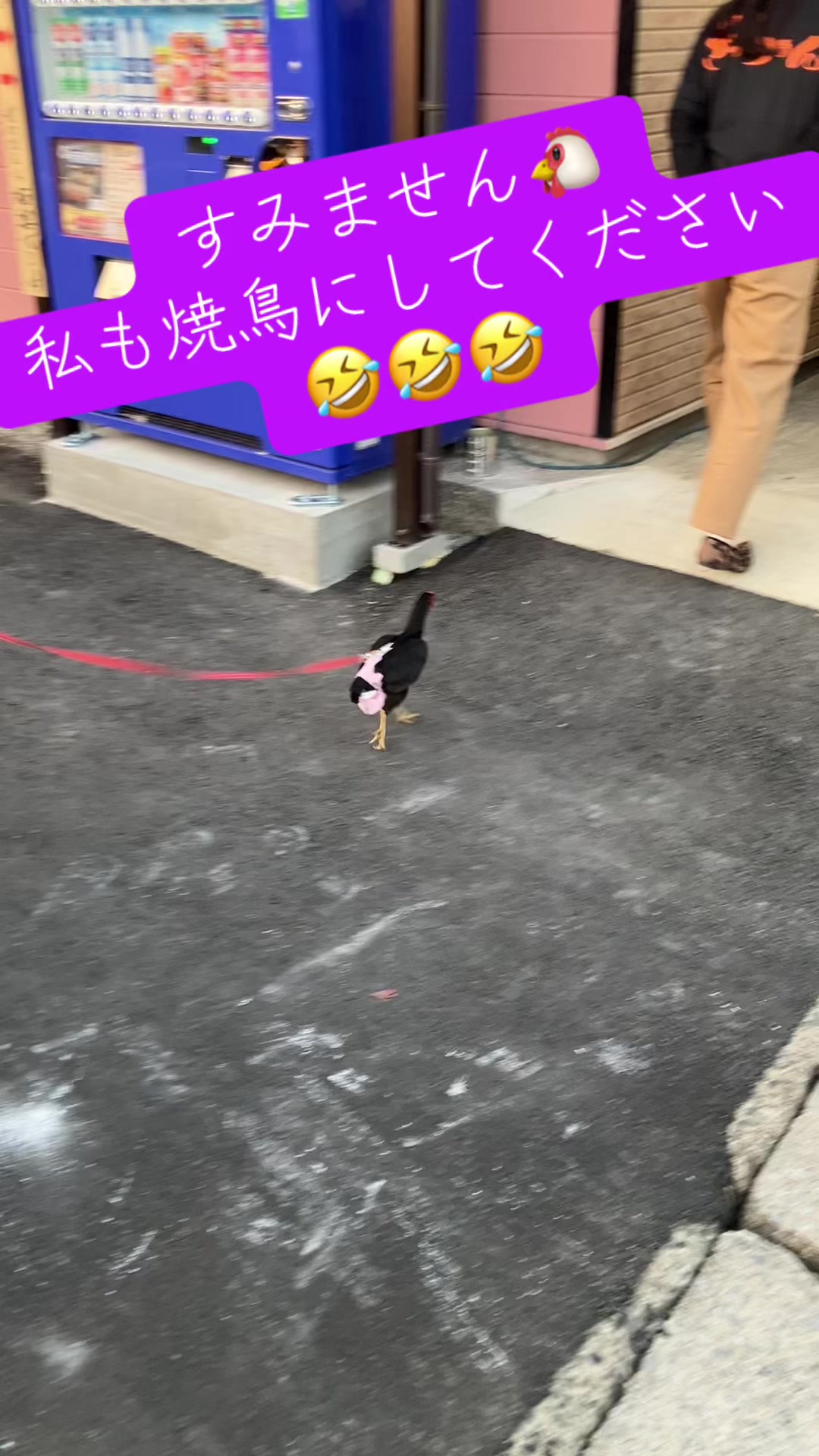 @ちゅうたん