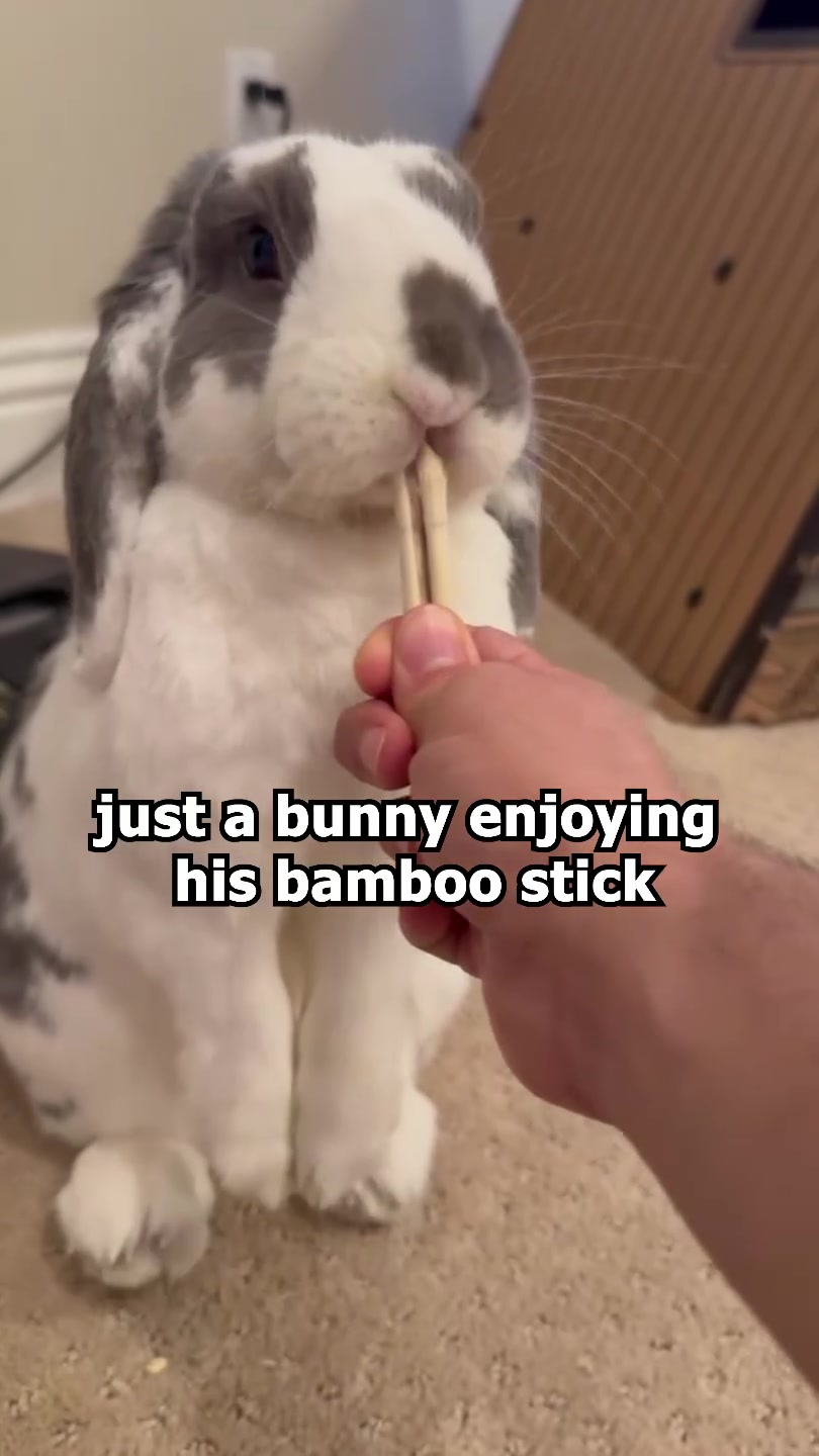 @Bini the Bunny