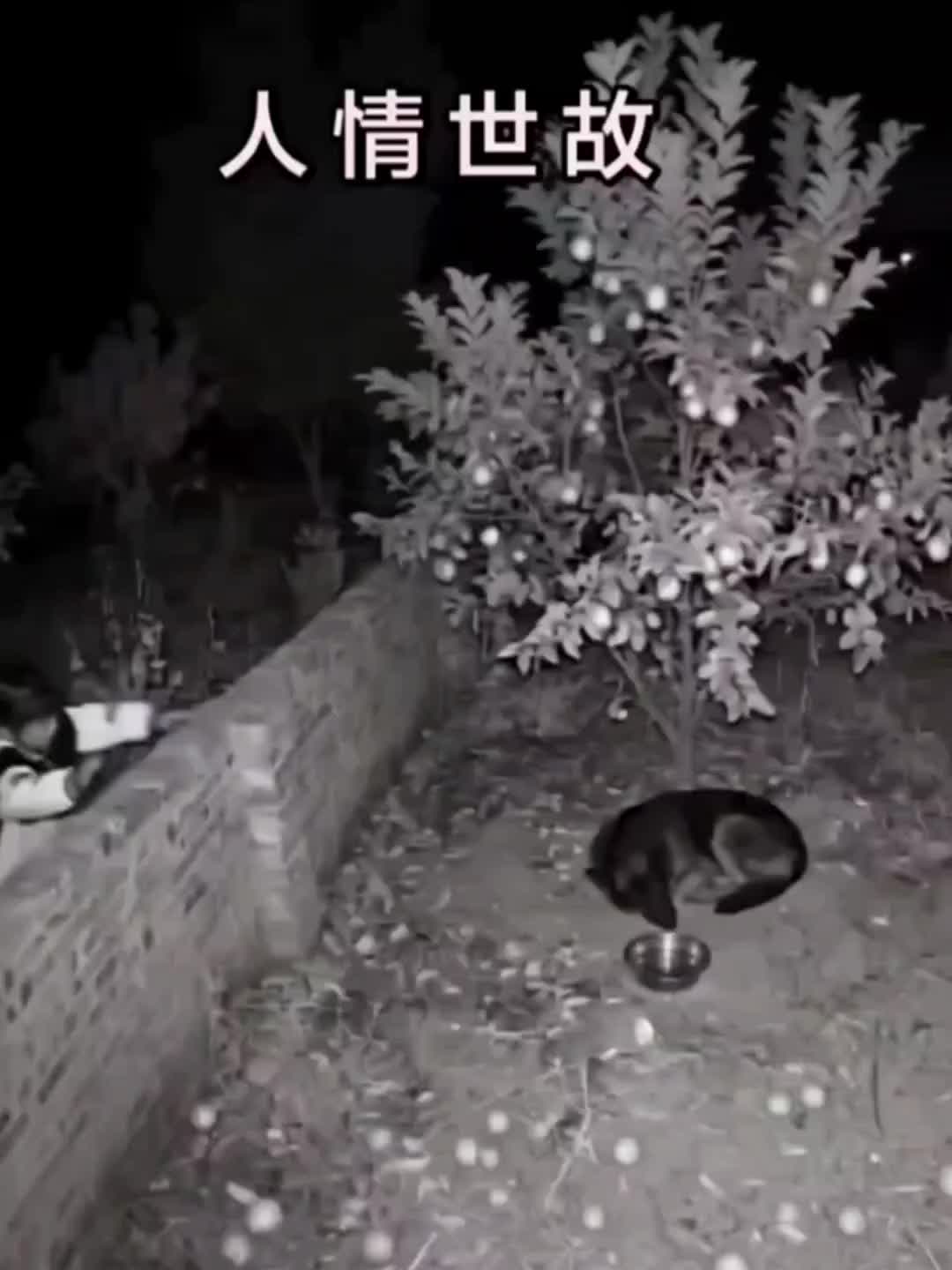 @妖狐