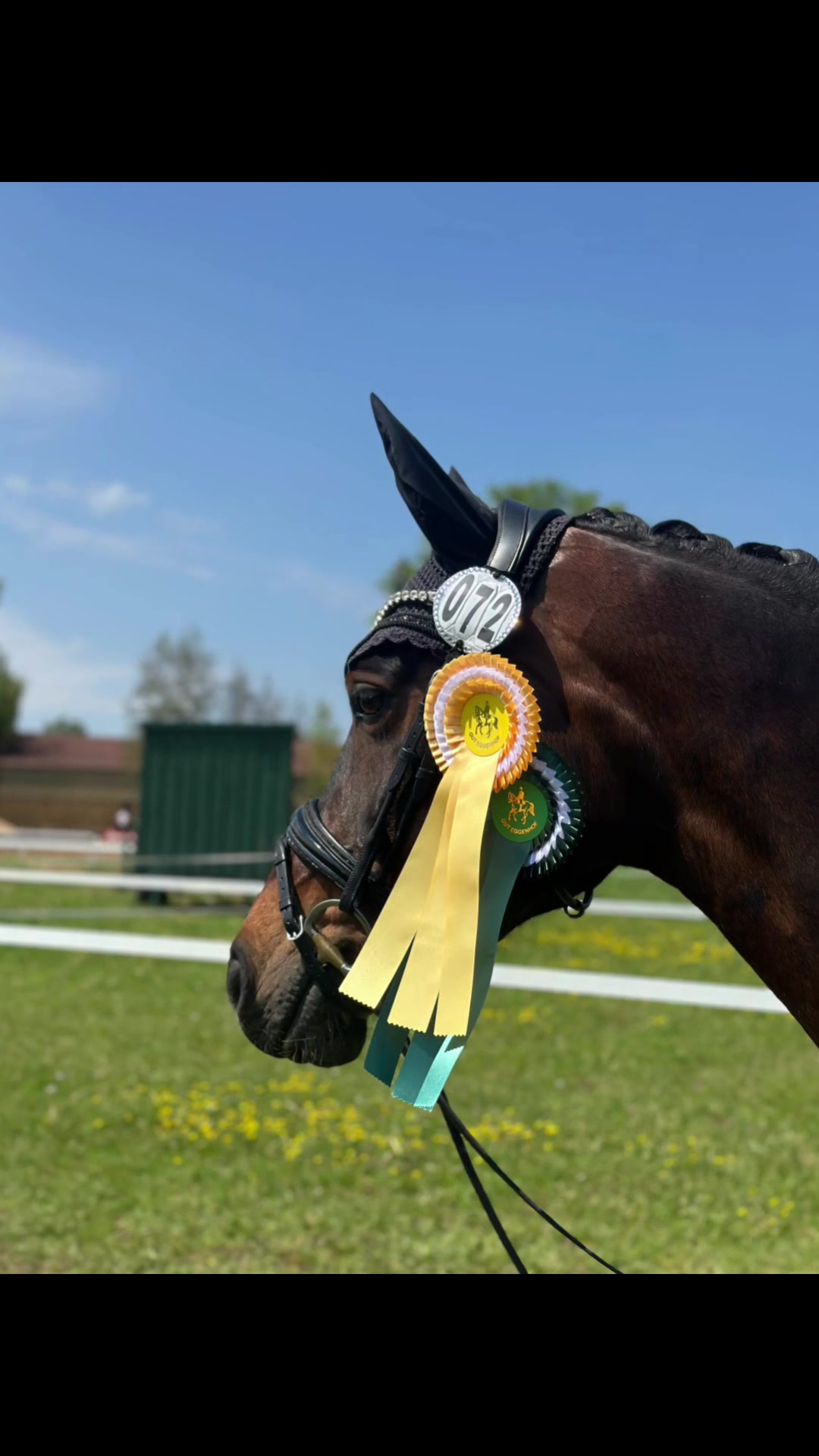 @Horses_rb_