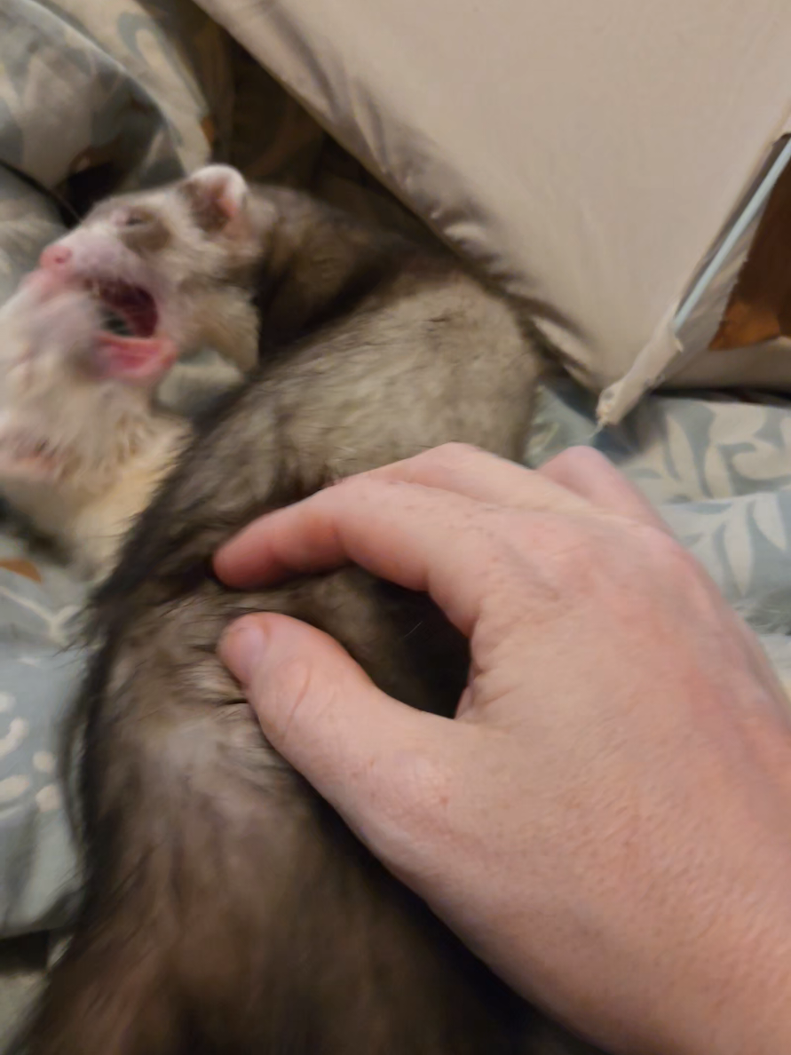 @FuffyFerrets