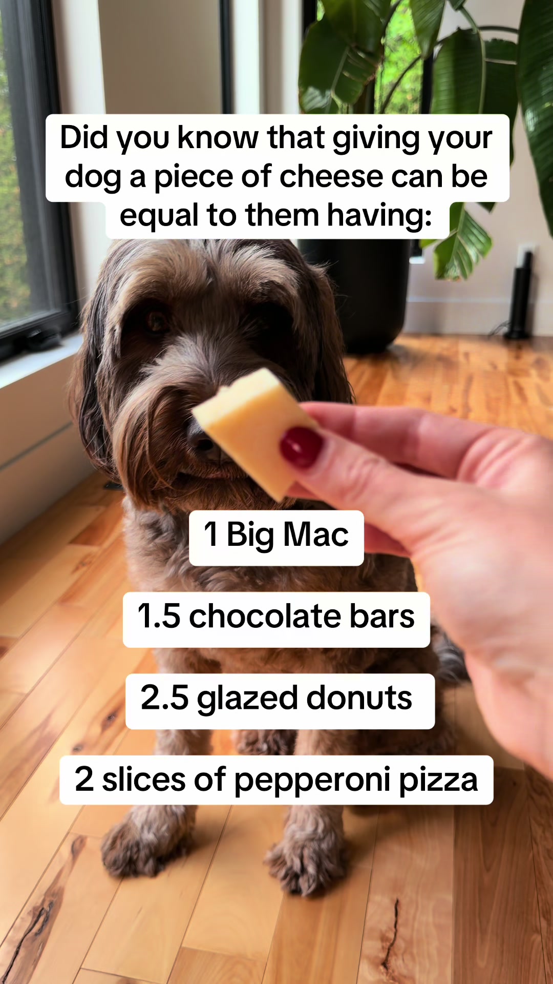 @Dogs Made Simple