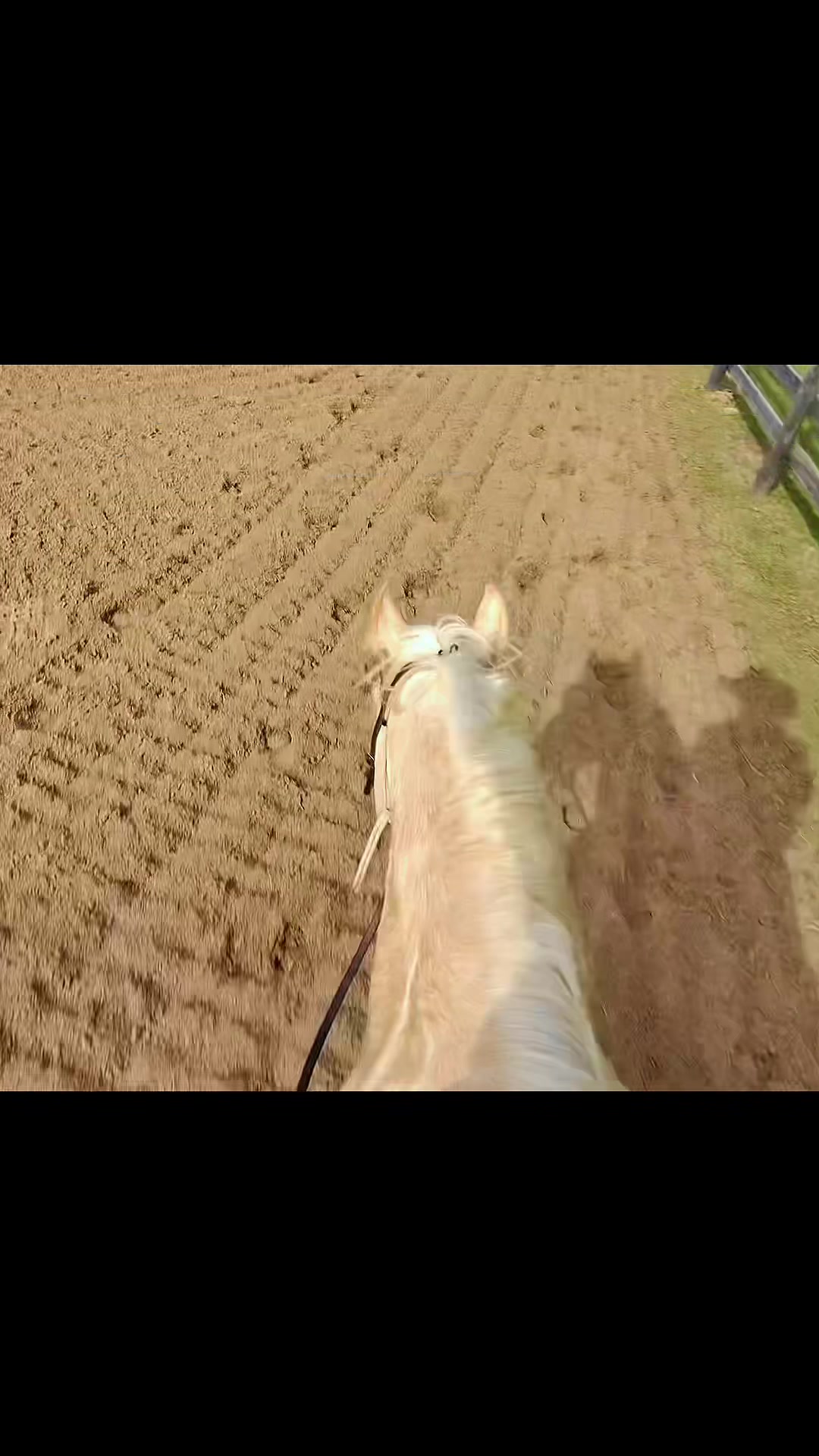 @HD Performance Horses