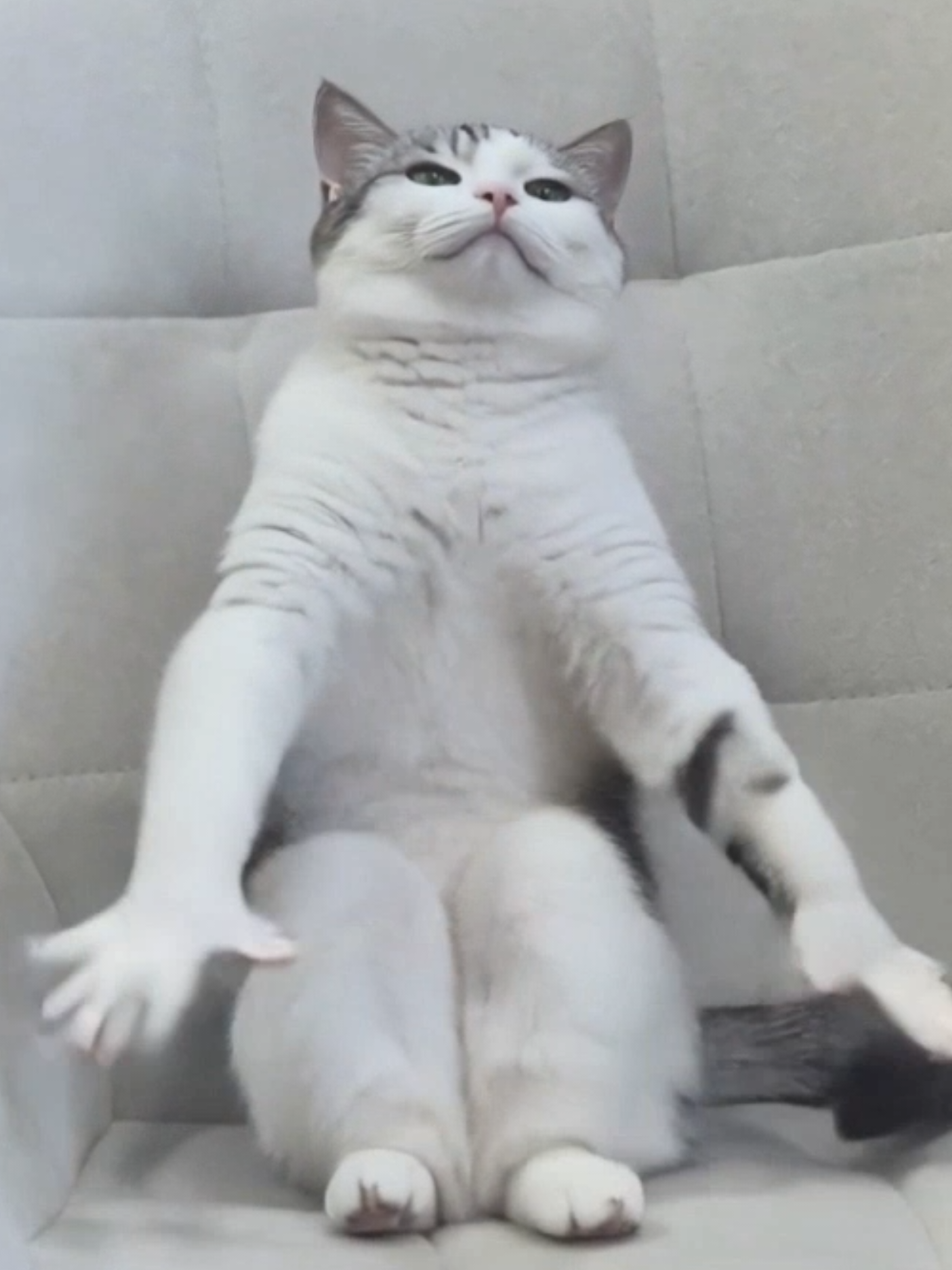 @Я кошка Зинаида