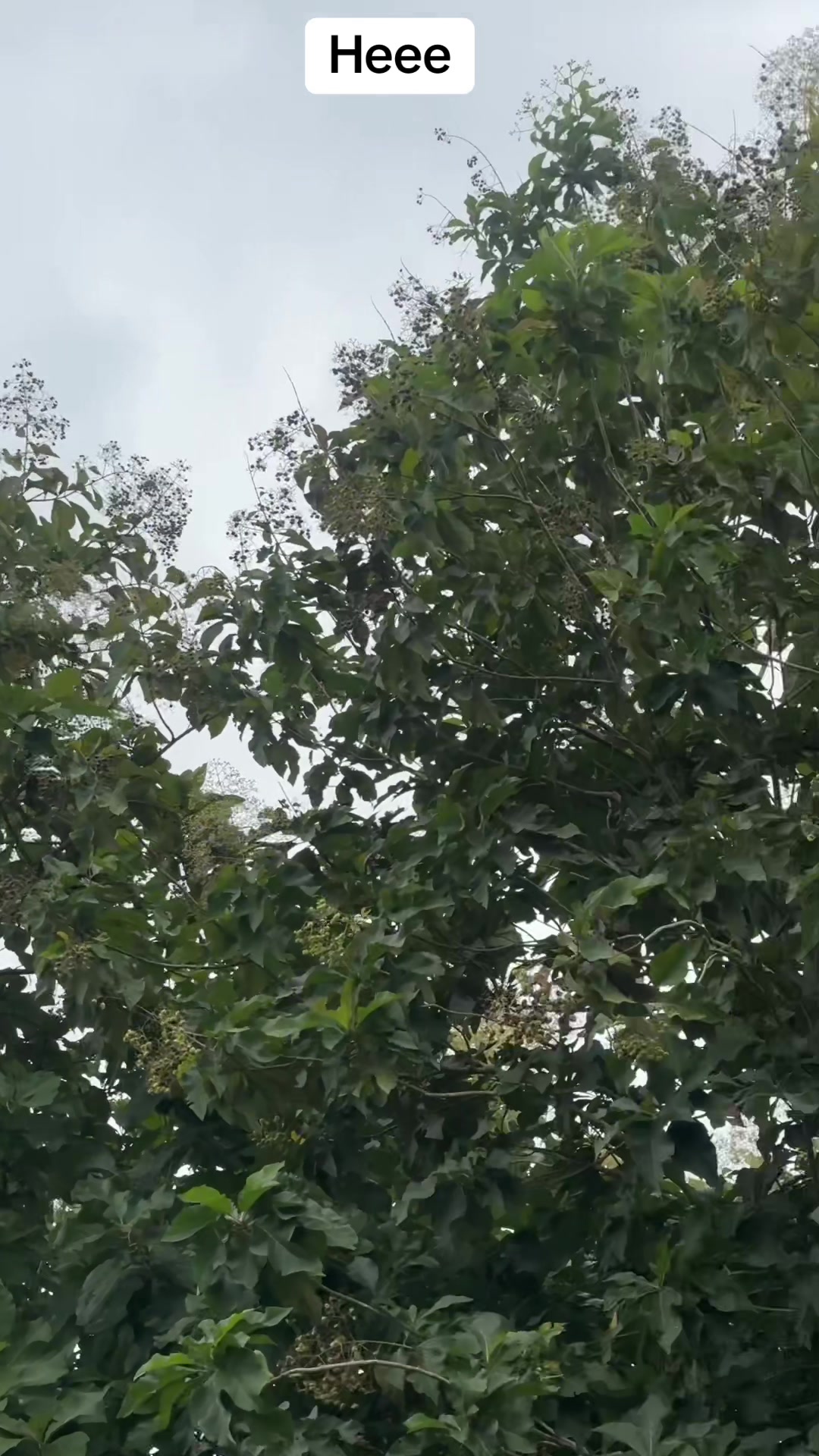 @king_kpevika
