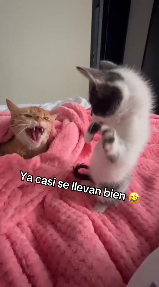 @Estefany Bolivar