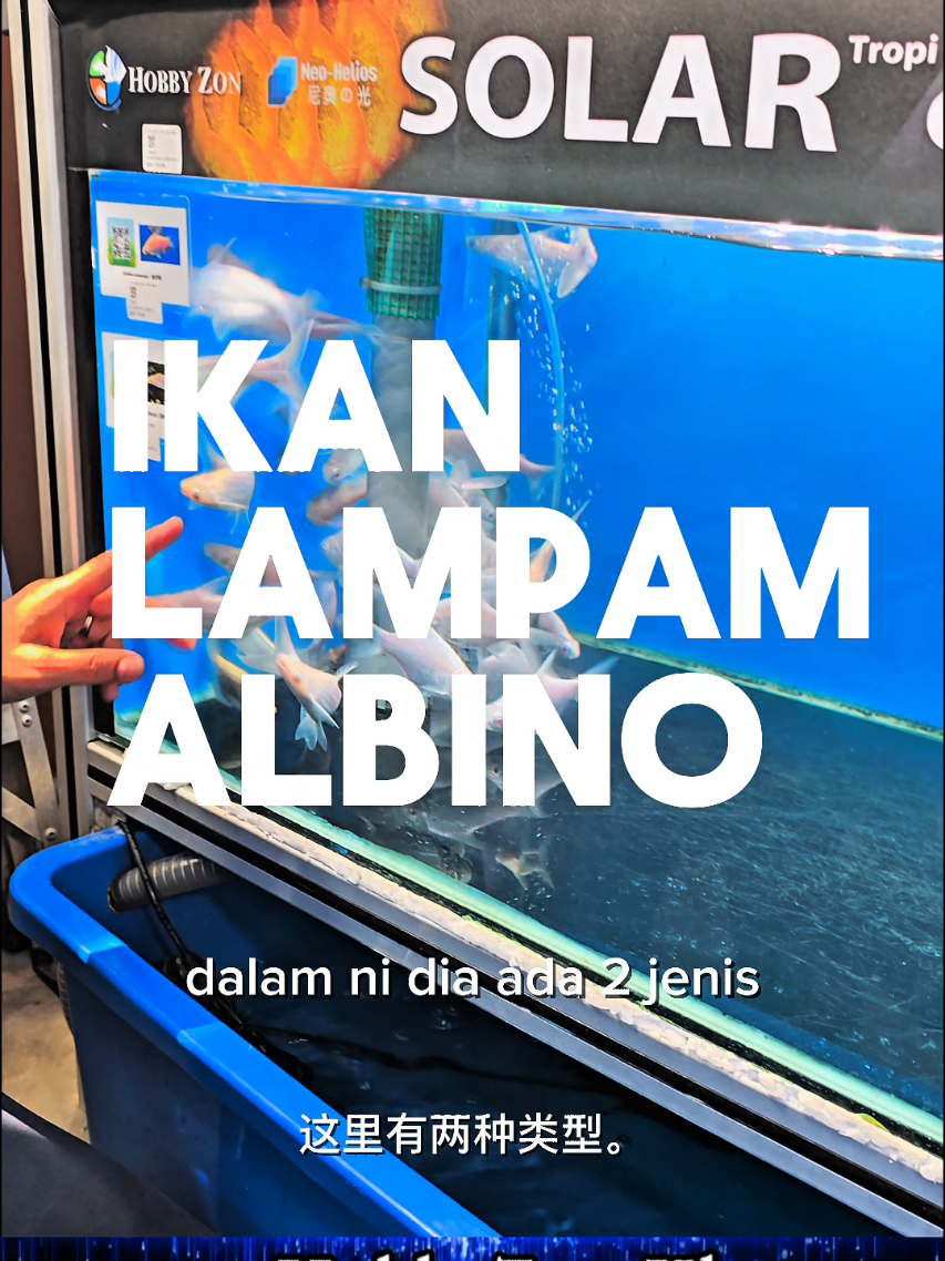 @HOBBY ZON