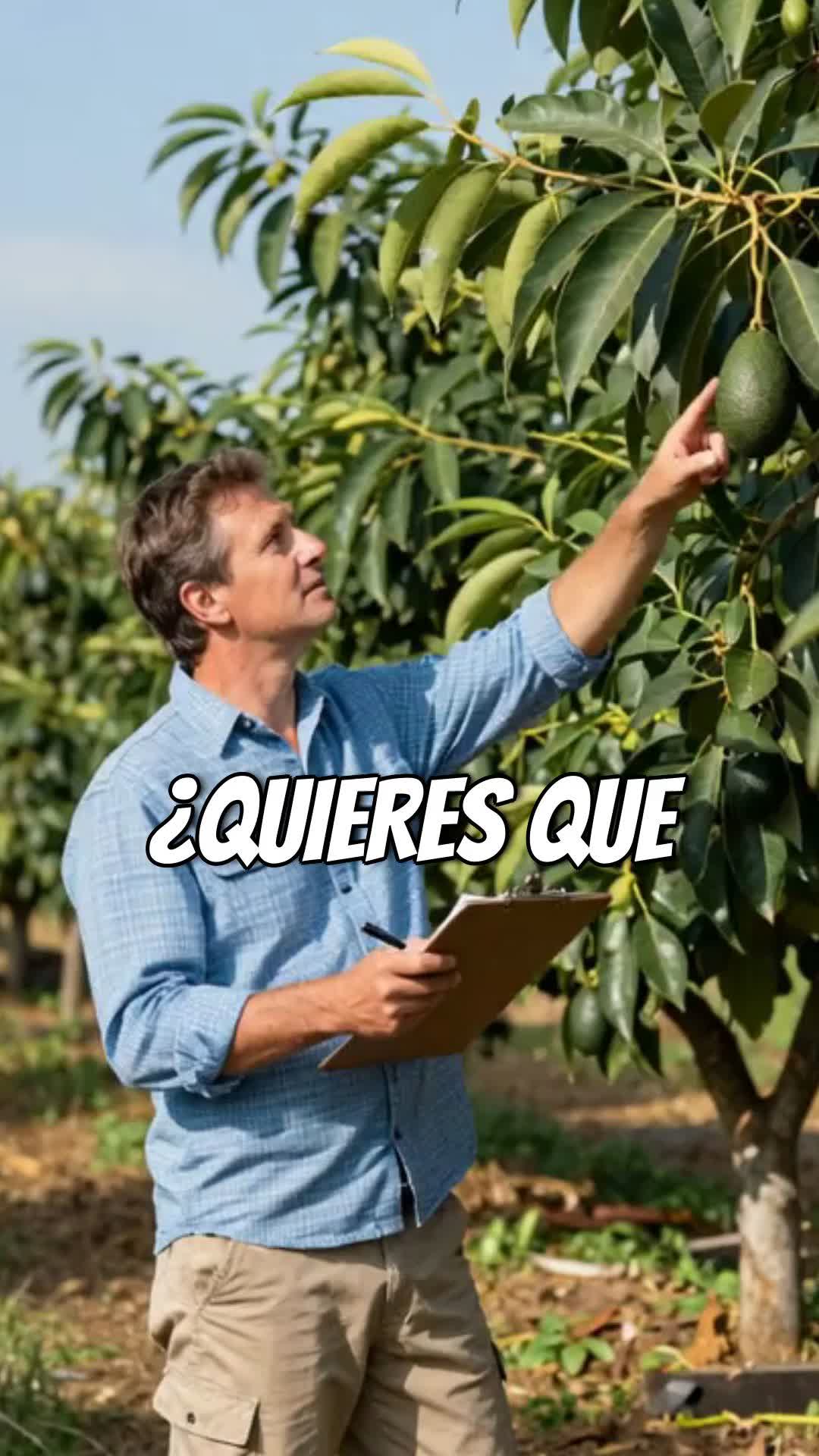 @tour del aguacate