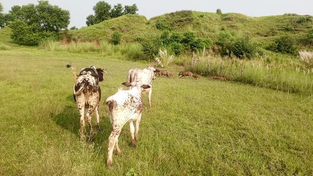 @Raja Moin