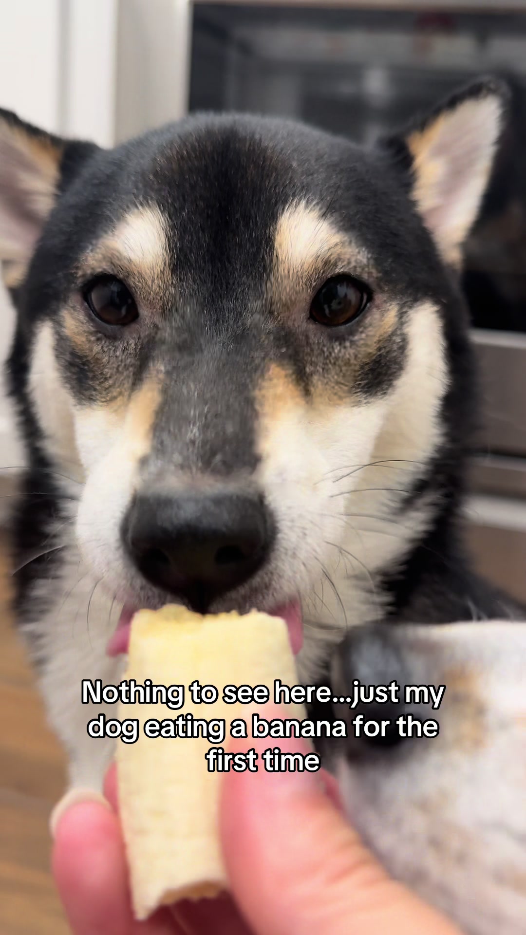 @Flock of Shibas 🐕🐕🐕