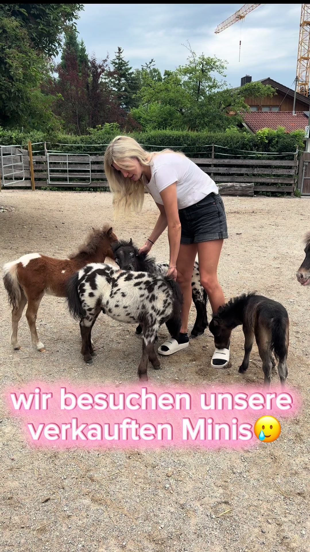 @julia_libertyhorses