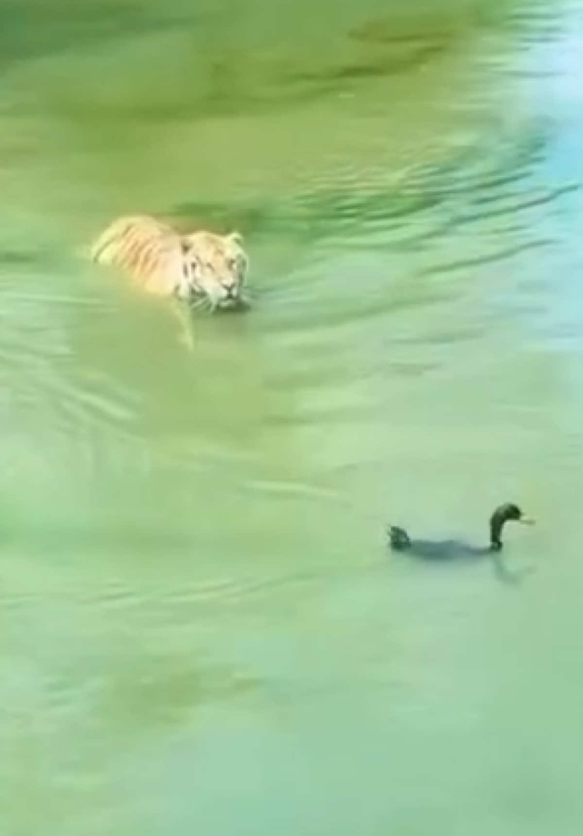 @animalsgonewildd