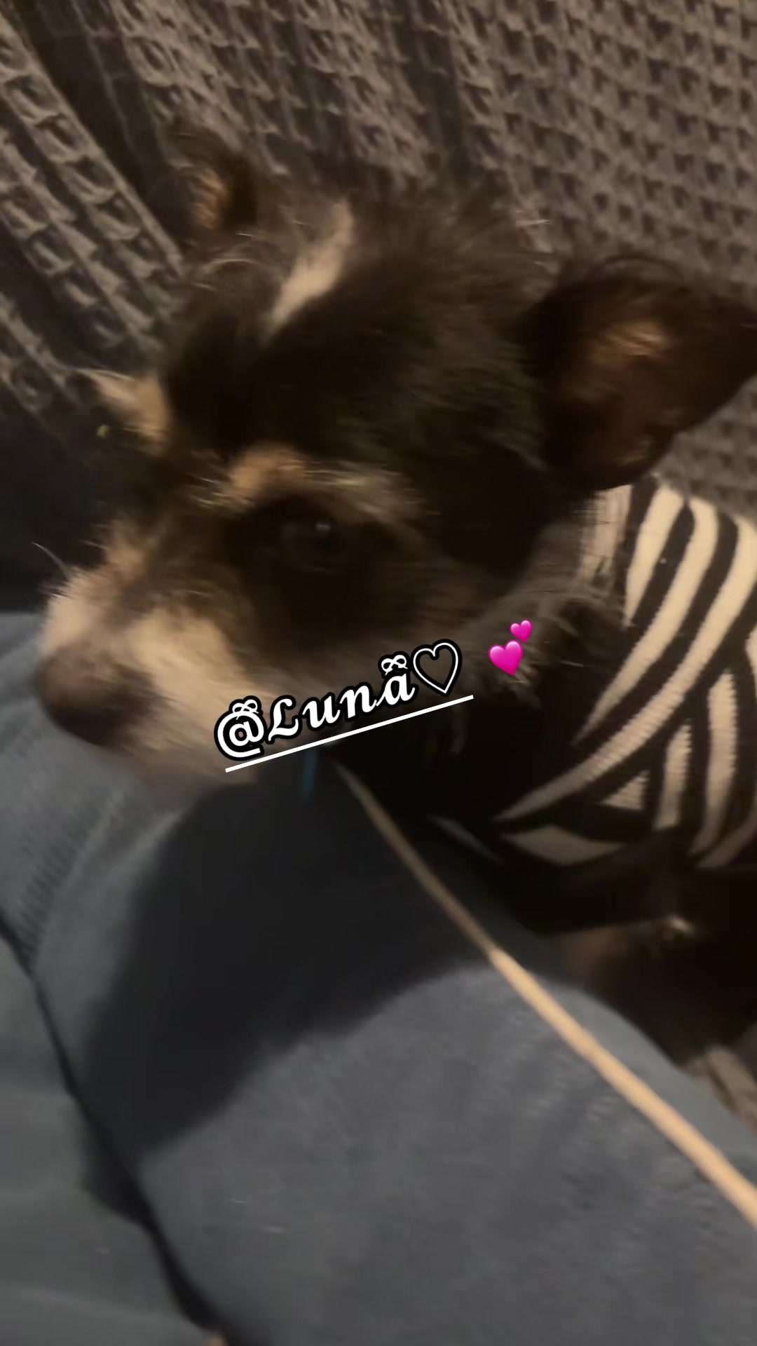 @🐾ིྀemsིྀིྀིྀི🐾