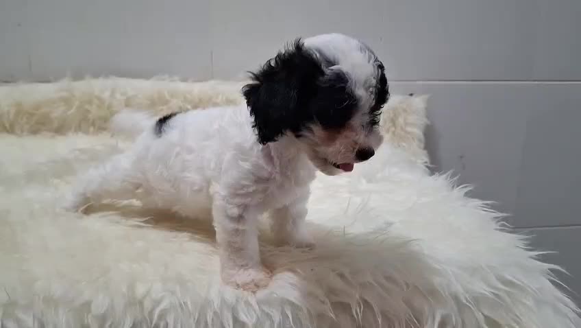 @Lavanya Kennel