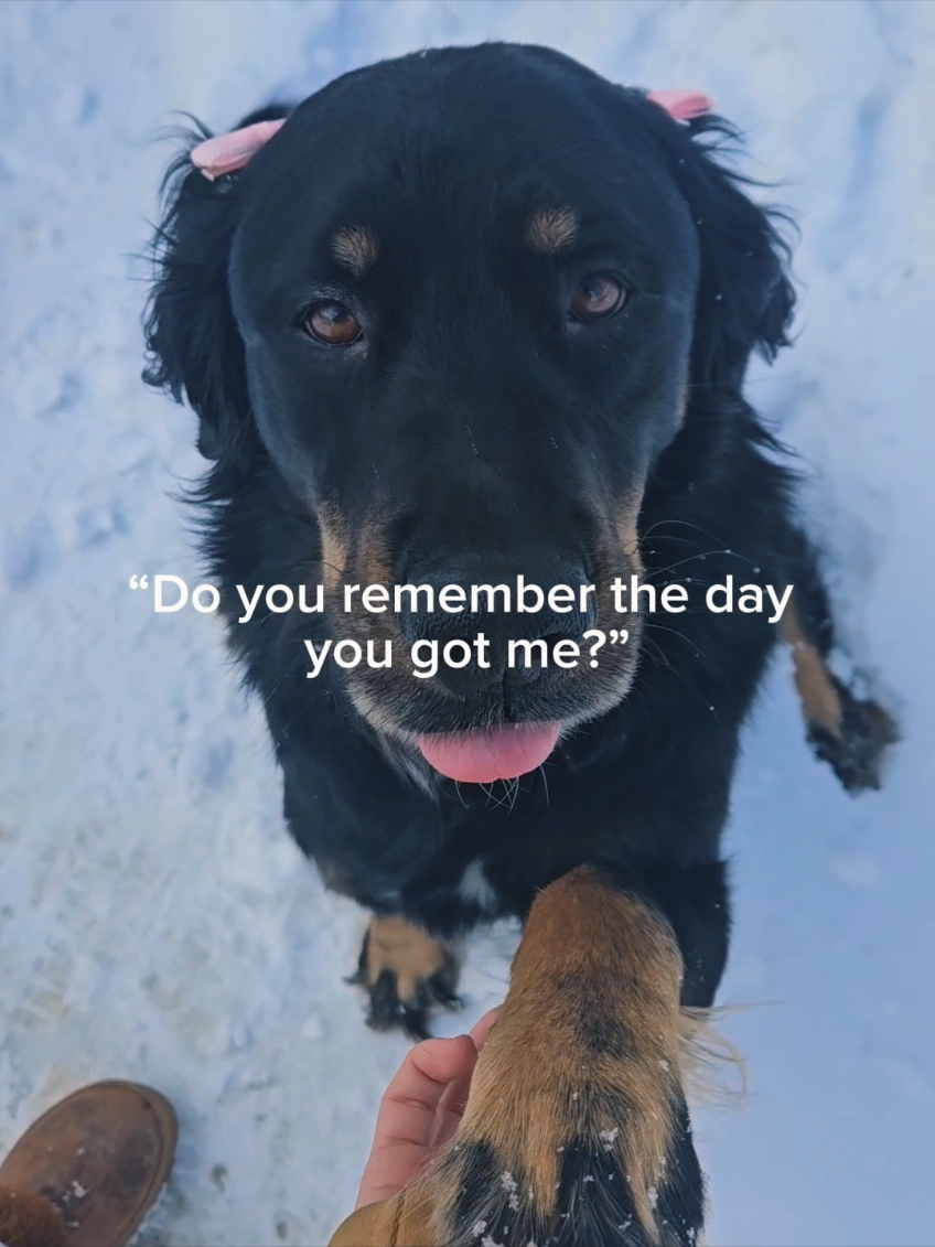 @Toostie the dog 🐶