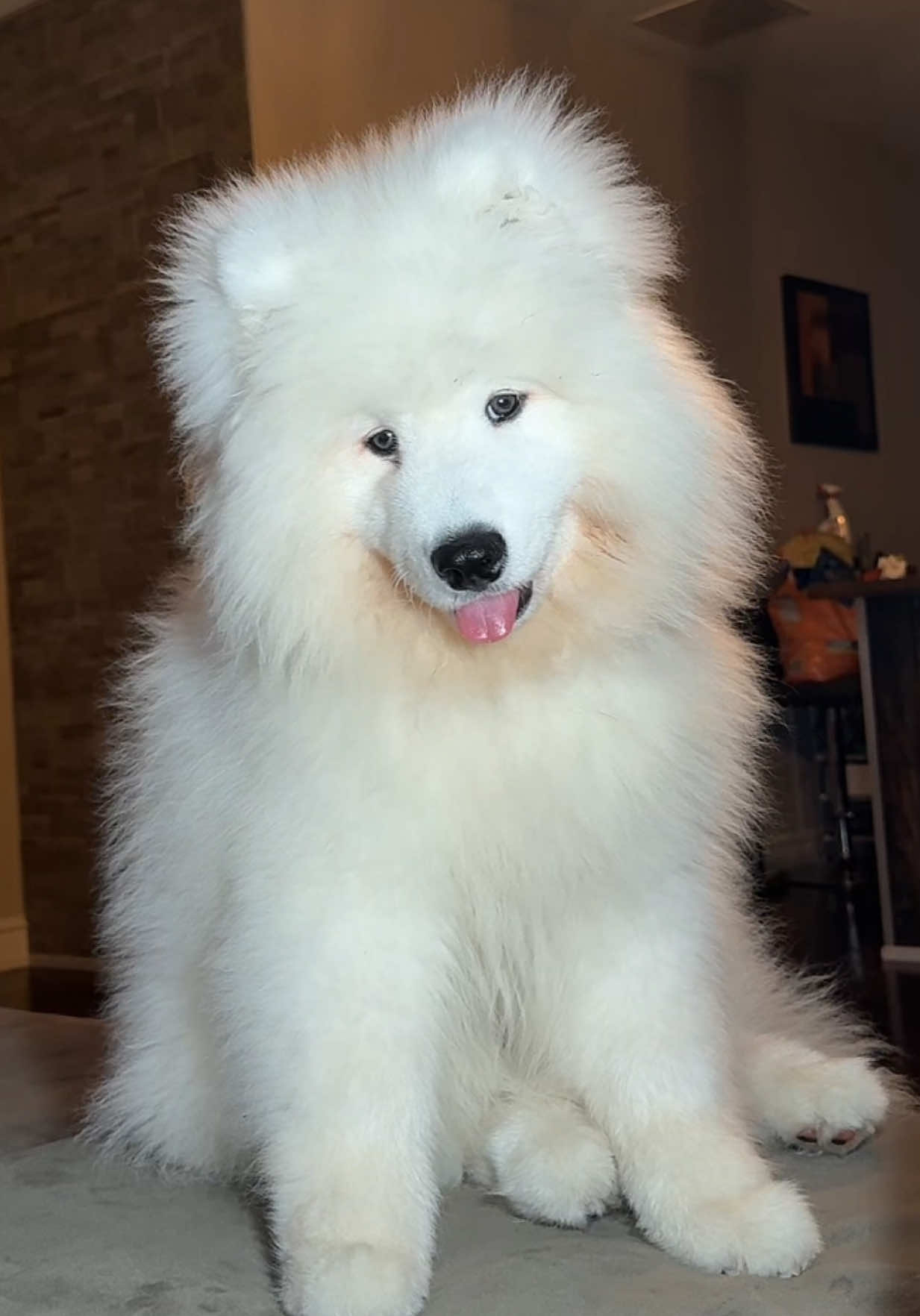 @Mishka the Samoyed