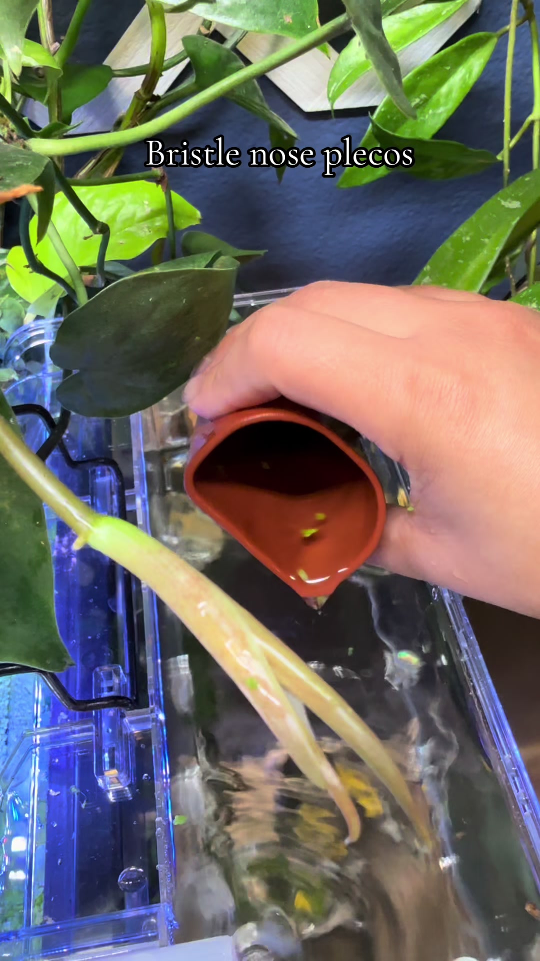 @dannys_fish_and_plants