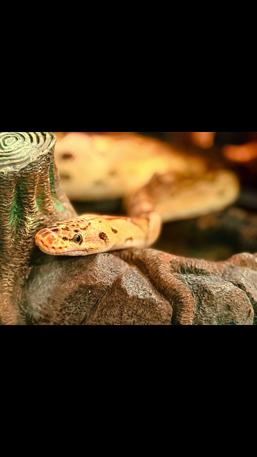 @iamreptilianmarc