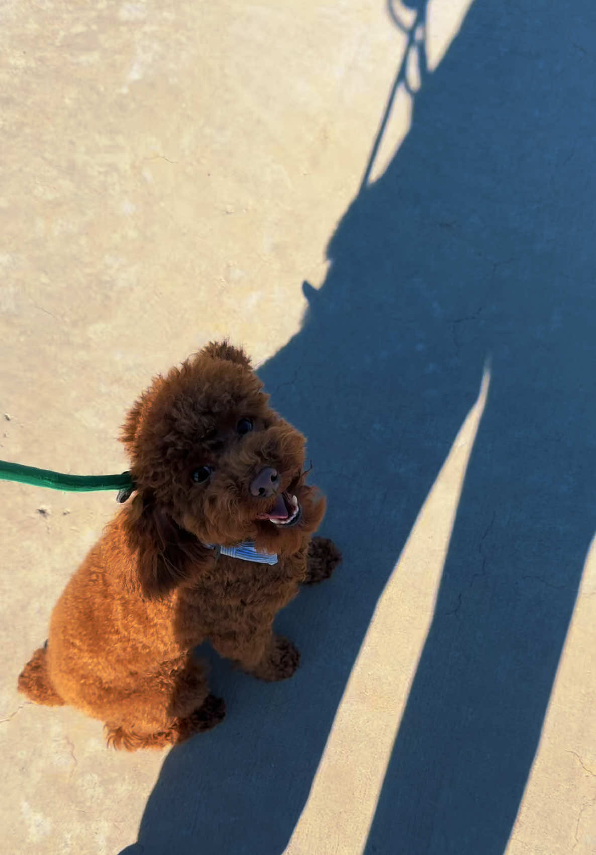 @Tactical K9s Dog Training