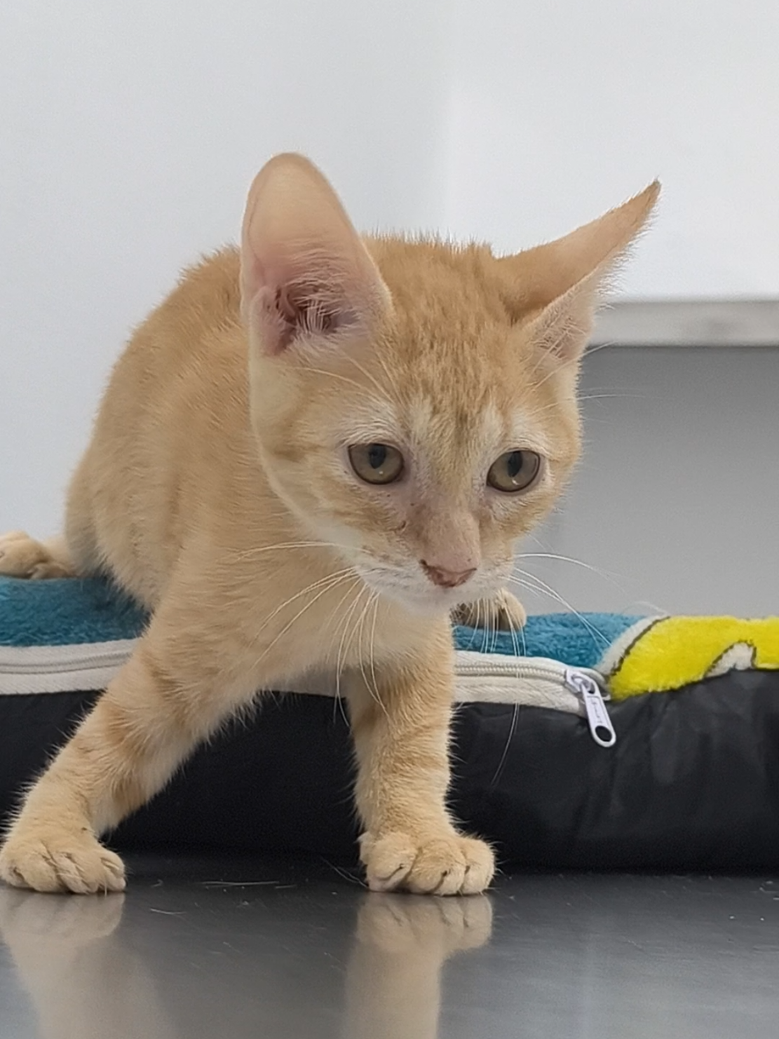 @fundación lazo animal