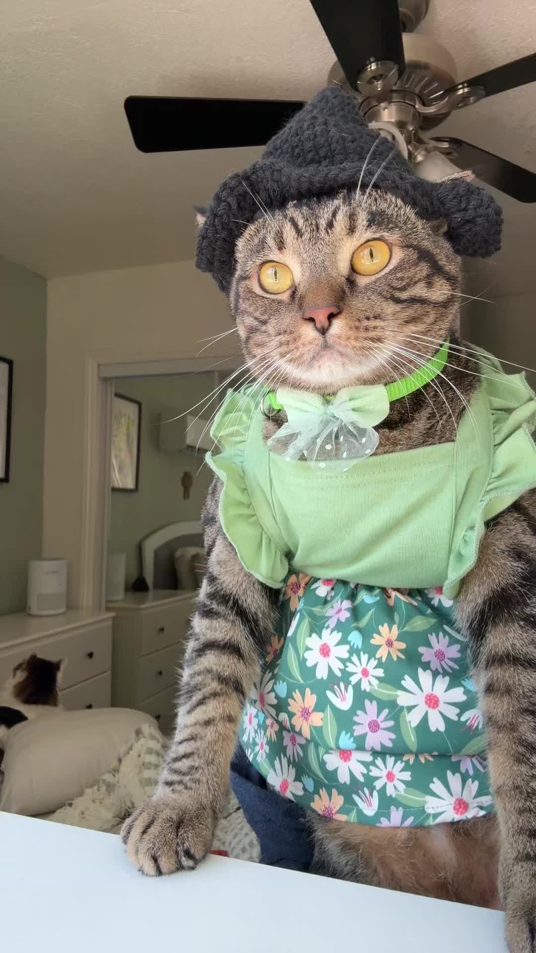 @thedancingcats13
