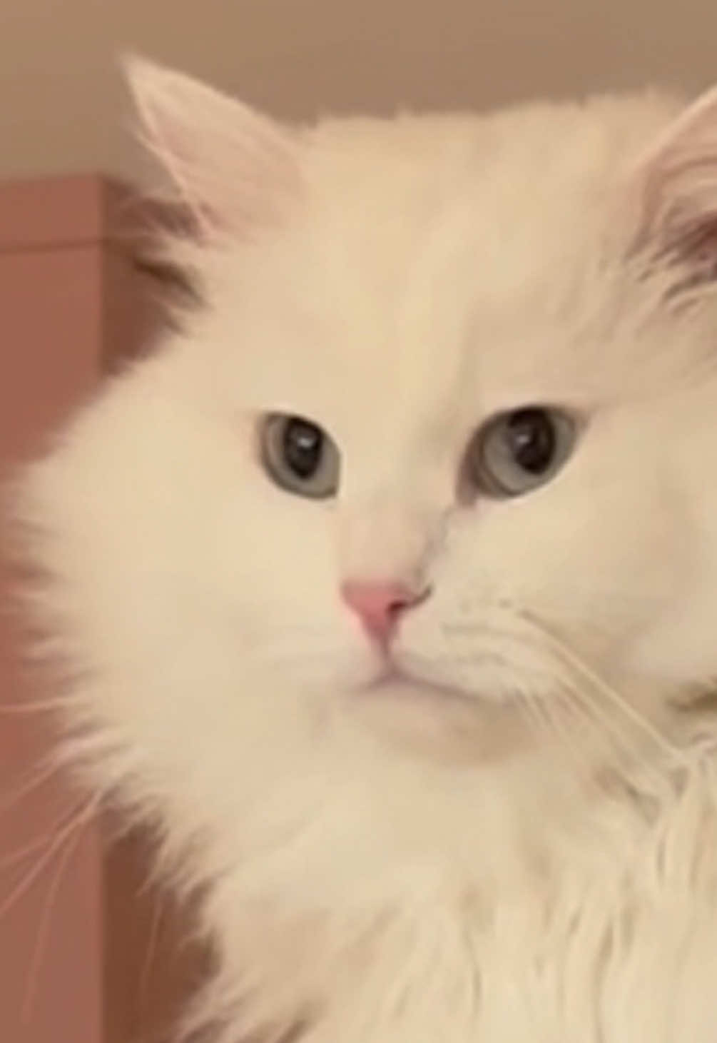 @Donut