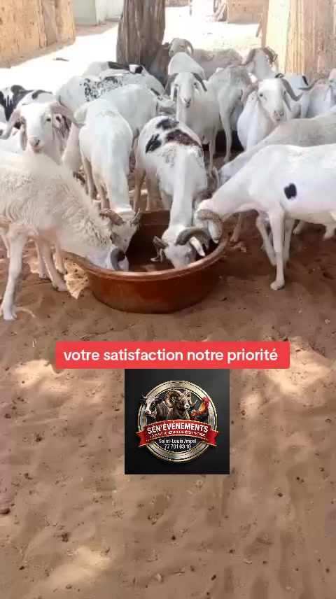 @S&Eacute;N'&Eacute;V&Eacute;NEMENTS