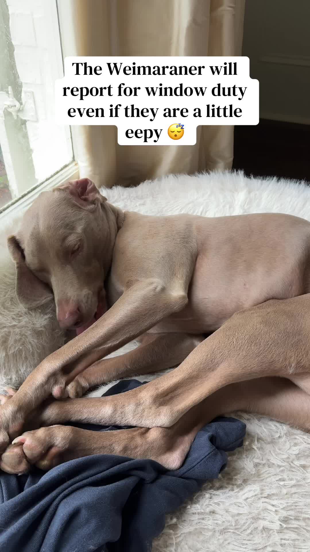 @Zoey the Weim