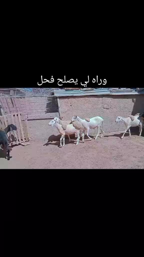 @الموالة اخالي الابقار