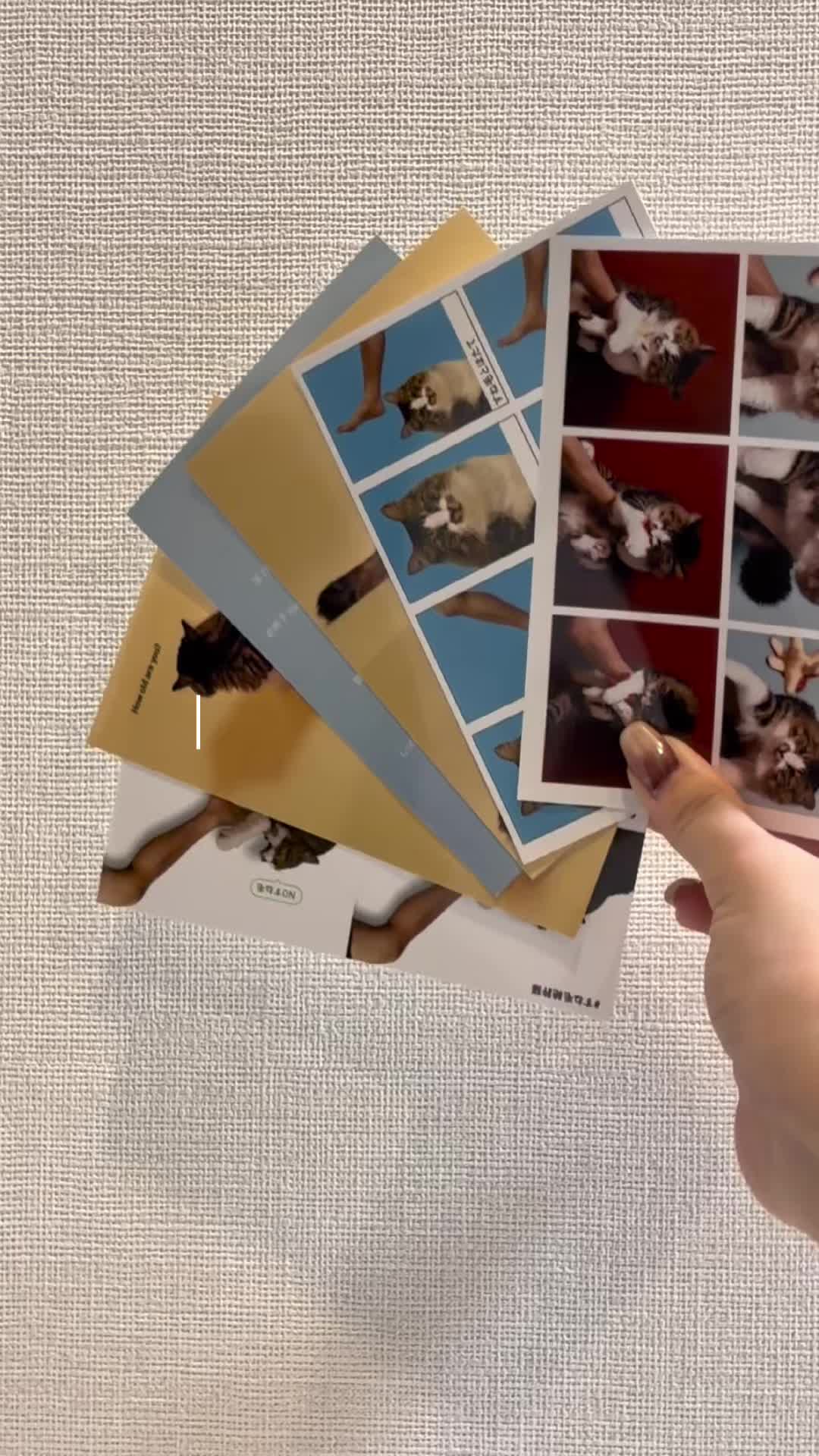 @ほたてくん