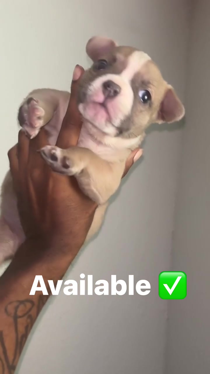 @BigDawgKennels