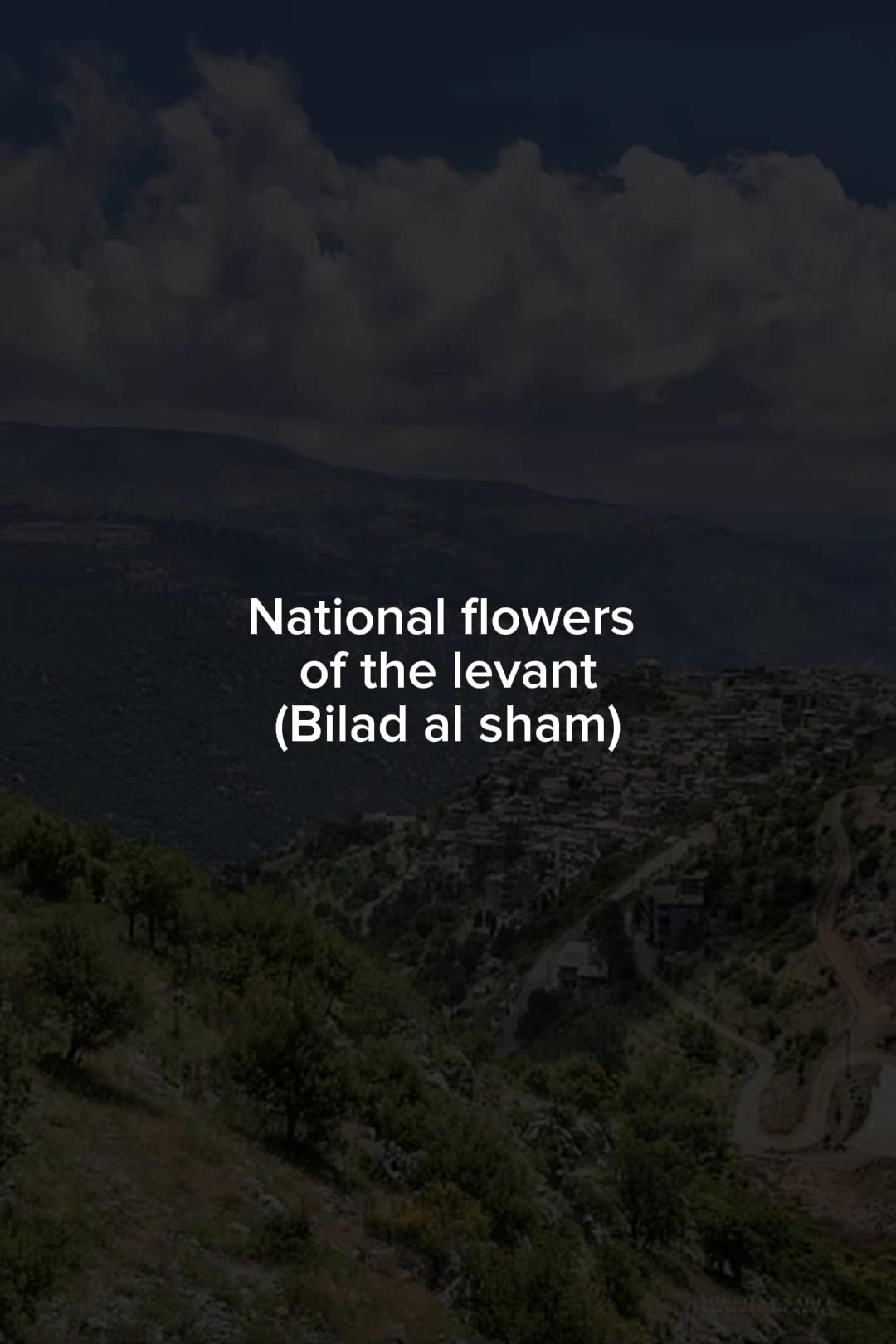 @آسيا 🇸🇾