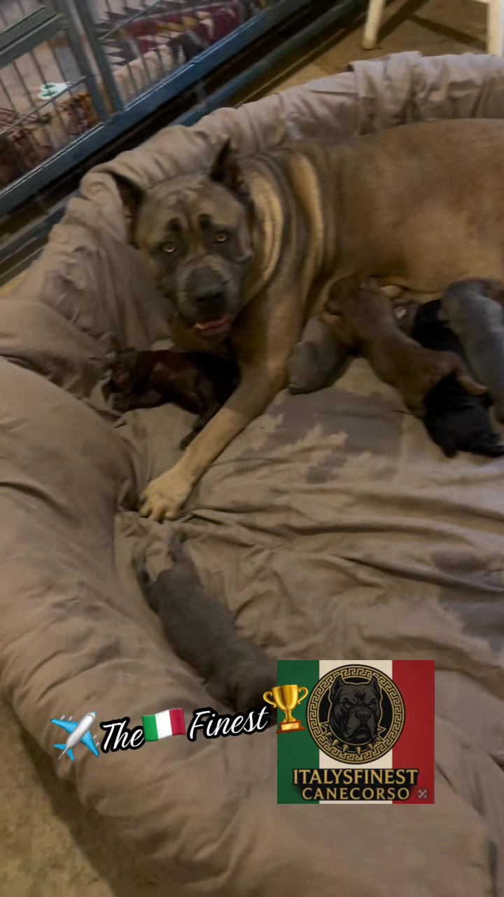 @🇮🇹ItalysFinest🏆CaneCorsos🦍