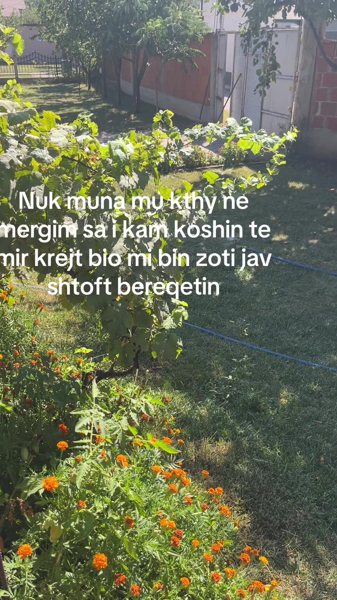 @F.topalli