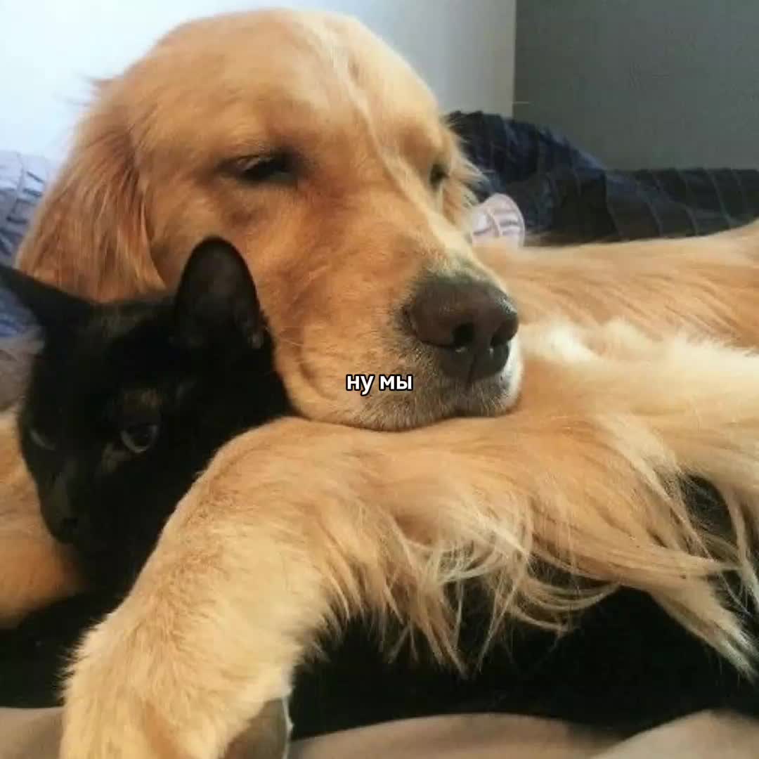 @ꜰᴇɴʏᴀ@