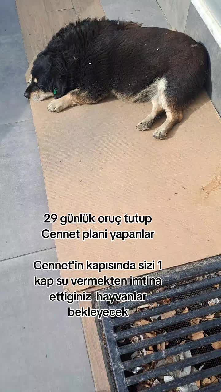 @❤️🐾Patilerin 🐾 dostu 🐾❤️