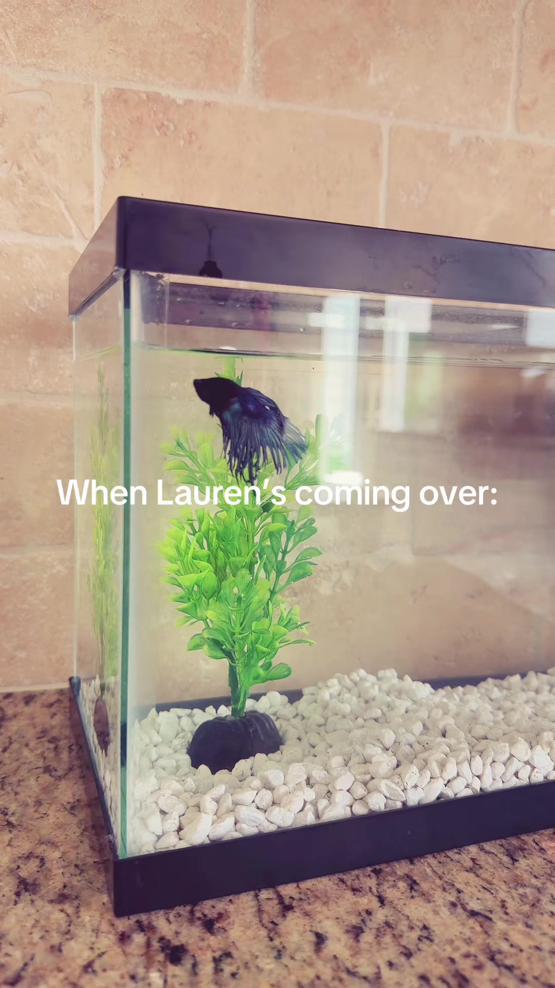 @Lauren
