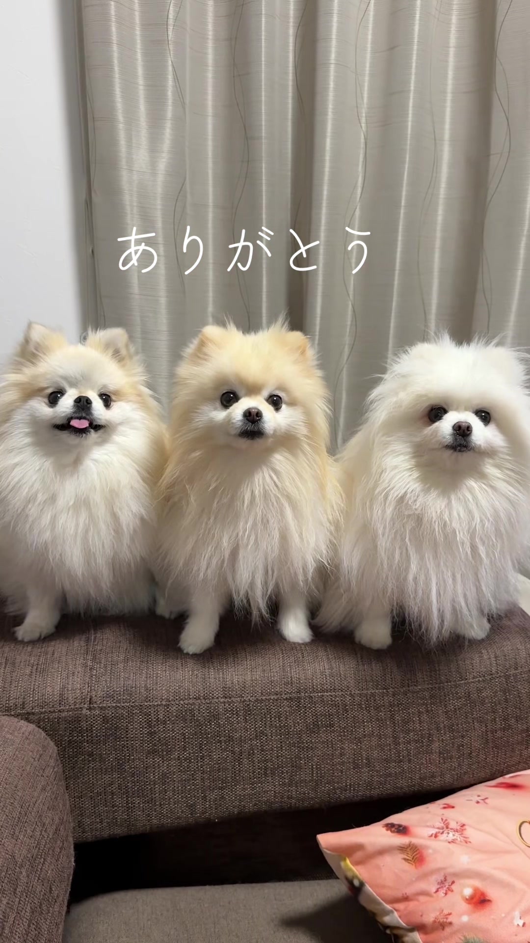 @なべちゃんチ🚐🐶🍊