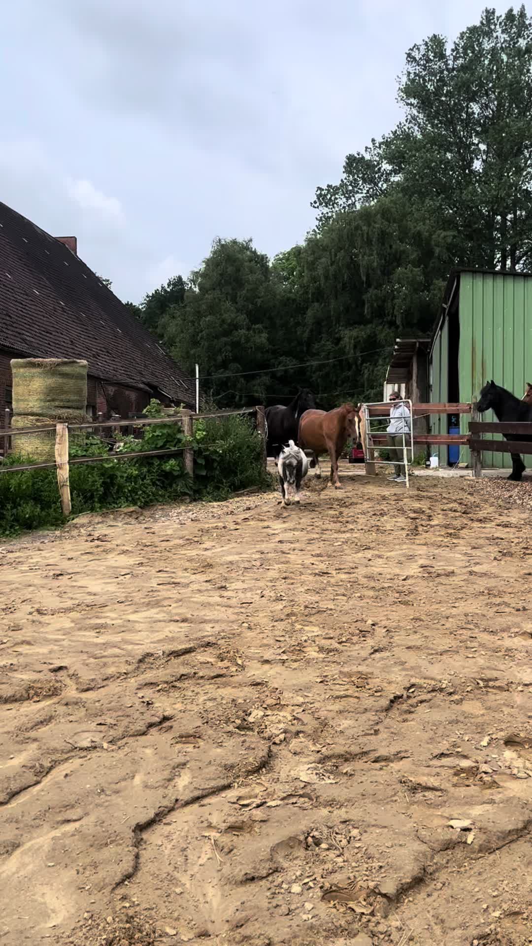 @sunny_the_pony20