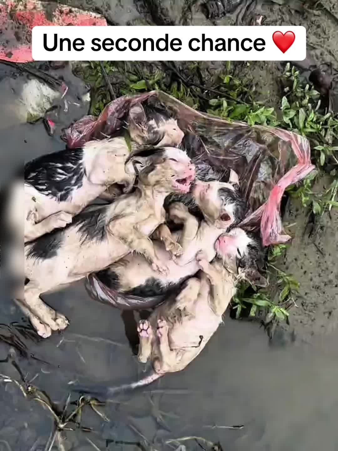 @rescueanimals69