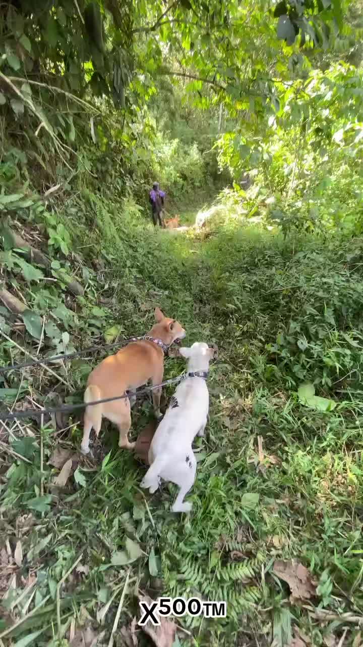 @X⁵⁰⁰&trade;👾⚡🐾