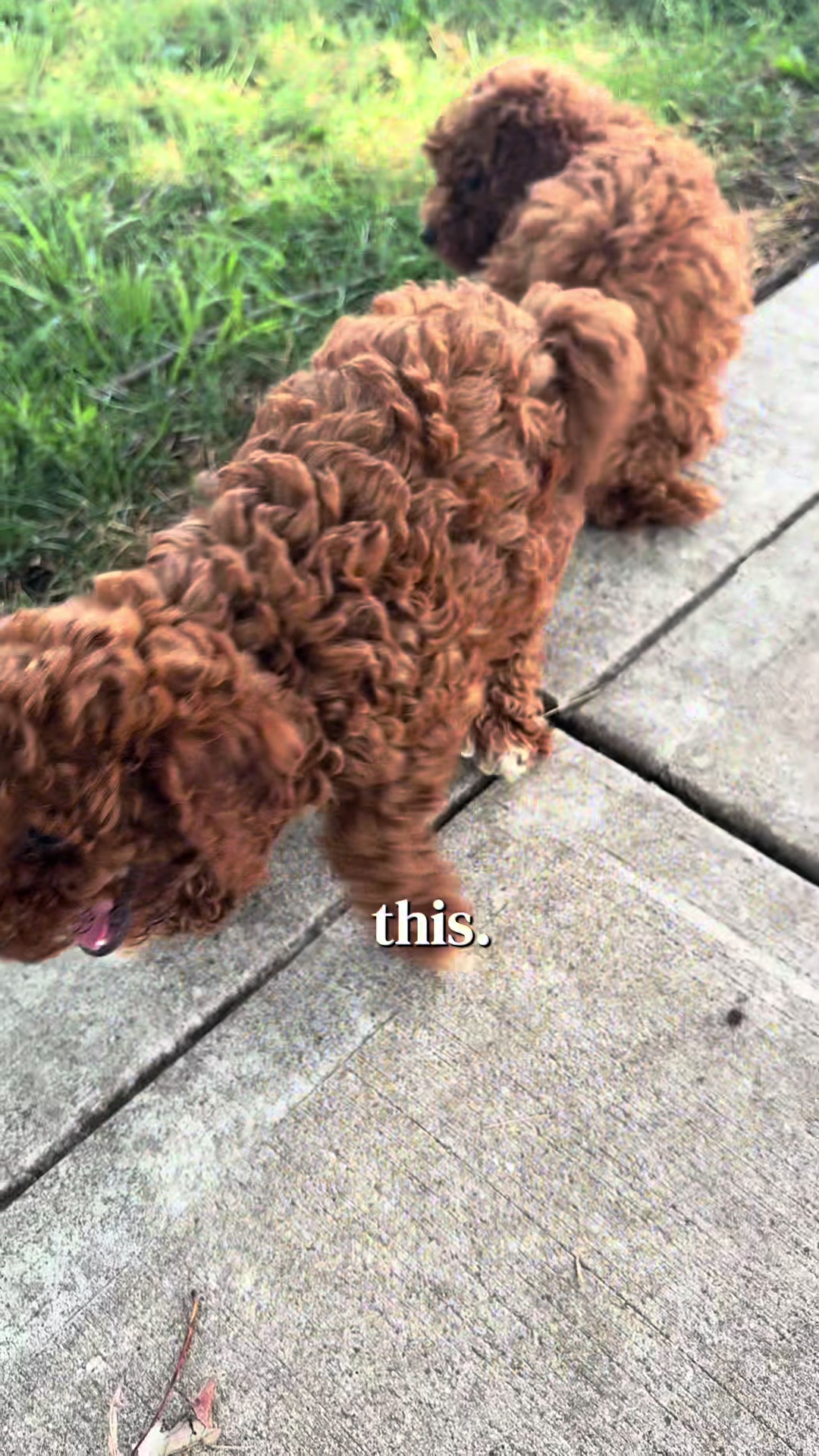 @Dannys Family Pets